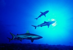 Tahiti-PHILIPPE_BACCHET_16871-458x316 - Copy